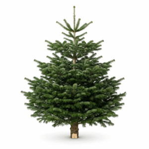 Tät kungsgran med symmetrisk form och klassisk julkänsla