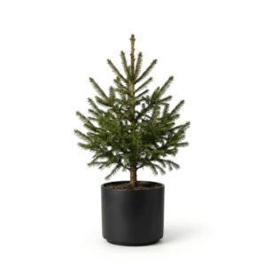 Rödgran i kruka med naturlig form och klassisk julkänsla