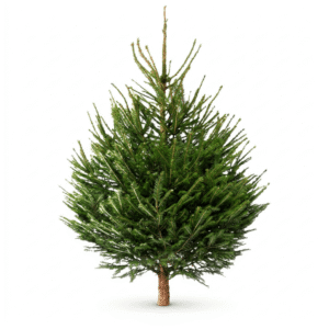 Rödgran med naturlig form och klassisk julkänsla